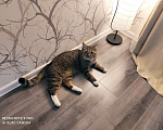 Кошки в Всеволожске: Пропал кот СНТ Трублит Мальчик, Бесплатно - фото 4