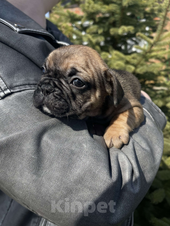 Собаки в Таганроге: Щенок Французского бульдога Мальчик, 20 000 руб. - фото 4