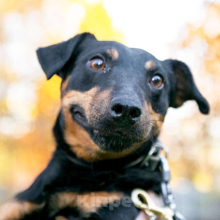 Собаки в Москве: Милый добрый парень Кекс Мальчик, 1 руб. - фото 4