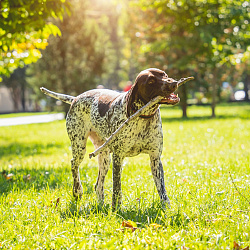 Курцхаар Курцхаар