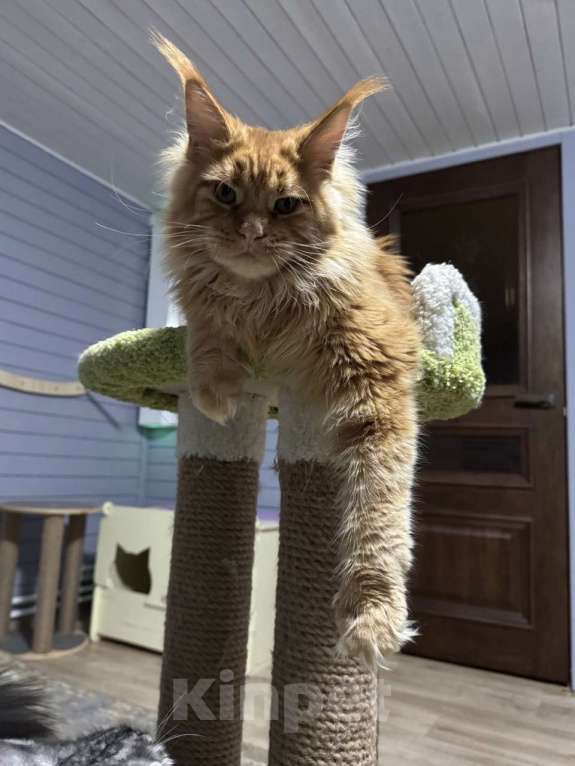 Кошки в Москве: Котёнок мейн-кун Мальчик, 65 000 руб. - фото 3