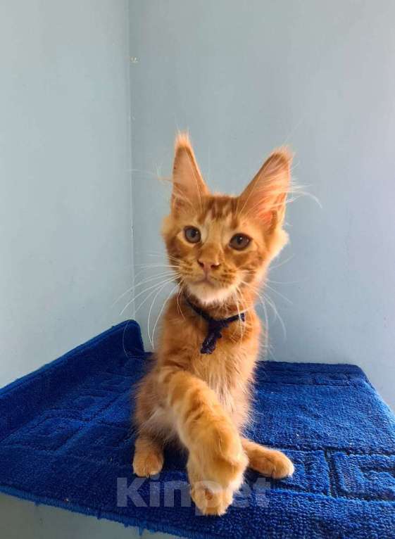 Кошки в Самаре: Котёнок породы Мейн-кун MCO male Irbis, color d Мальчик, 45 000 руб. - фото 4