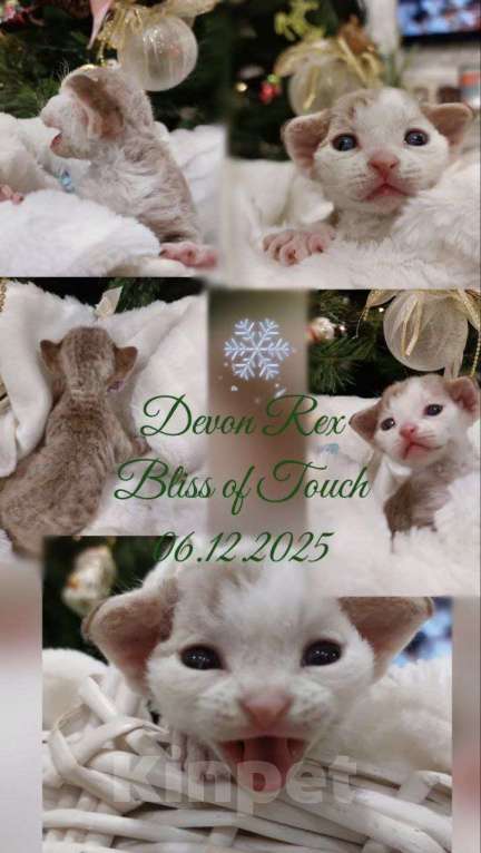 Кошки в Воронеже: Котенок девон рекс мальчик Мальчик, 100 000 руб. - фото 3