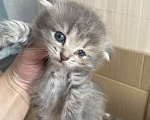 Кошки в Сибае: Котята шотландцы Девочка, 5 000 руб. - фото 6