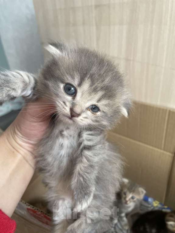 Кошки в Сибае: Котята шотландцы Девочка, 5 000 руб. - фото 6