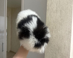 Собаки в Москве: Малыш Мальчик, 35 000 руб. - фото 2