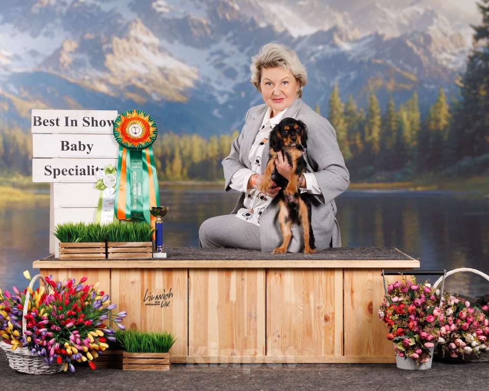 Собаки в других городах Московской области: Щенок королевской породы шоу класса — нежный, преданный и невероятно красивый Мальчик, 150 000 руб. - фото 1