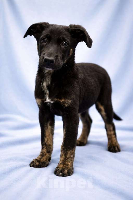 Собаки в Химках: Мальчик Элвис Мальчик, Бесплатно - фото 3