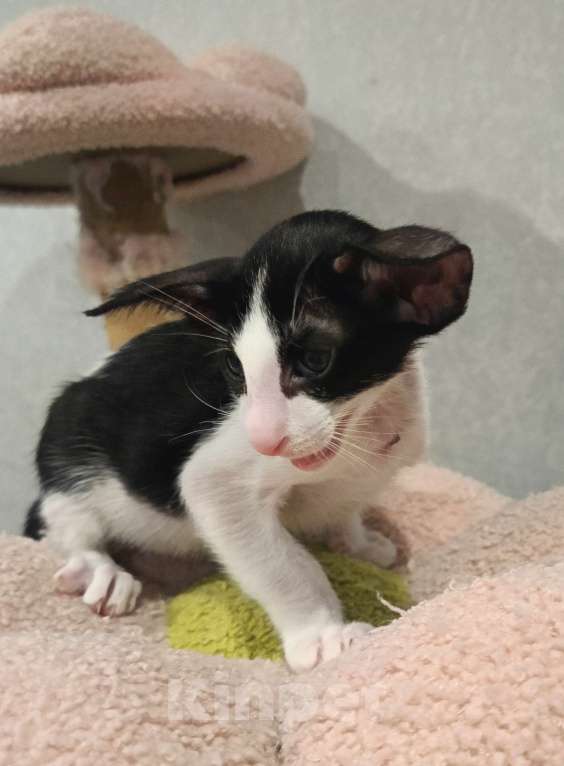 Кошки в Подольске: Ориентальный мальчик Мальчик, 110 000 руб. - фото 2