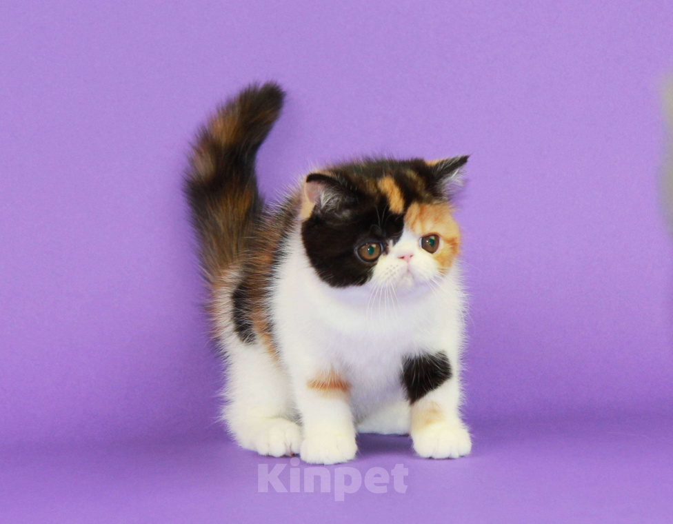 Кошки в Нижнем Новгороде: Красивая черепаховая кошечка экзот Девочка, 70 000 руб. - фото 4