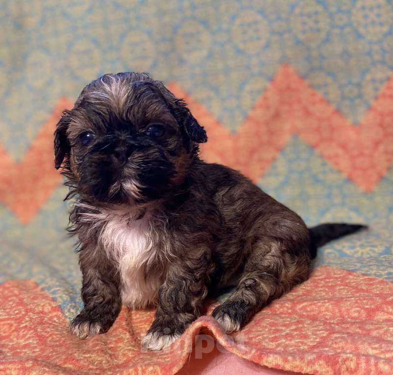 Собаки в Санкт-Петербурге: Великолепный золотой мальчик ши тцу  Мальчик, 35 000 руб. - фото 6