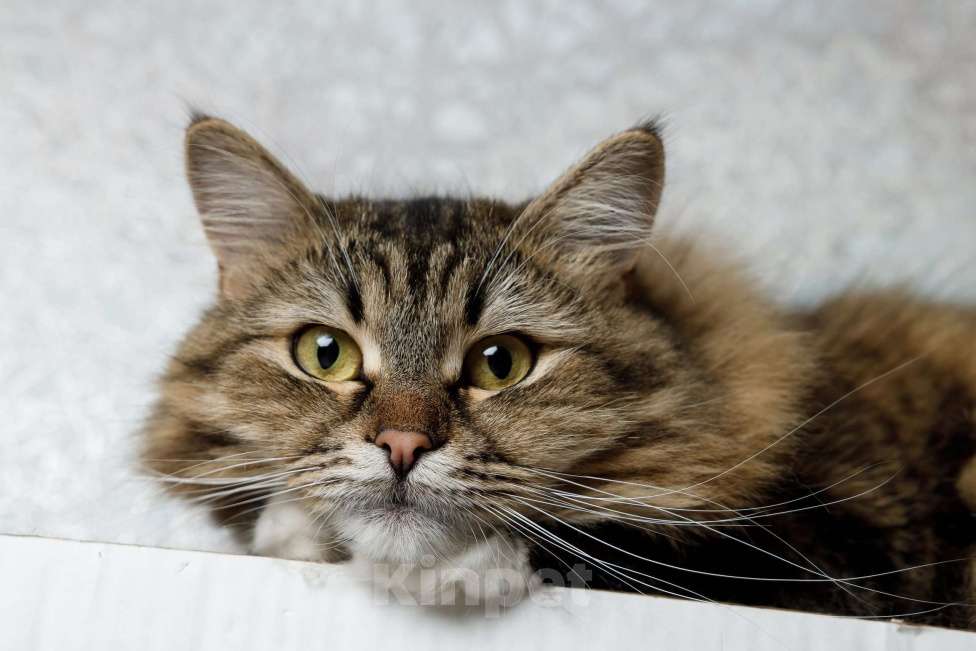 Кошки в Москве: Сибирская кошка-красавица Алиса в дар Девочка, 1 руб. - фото 3