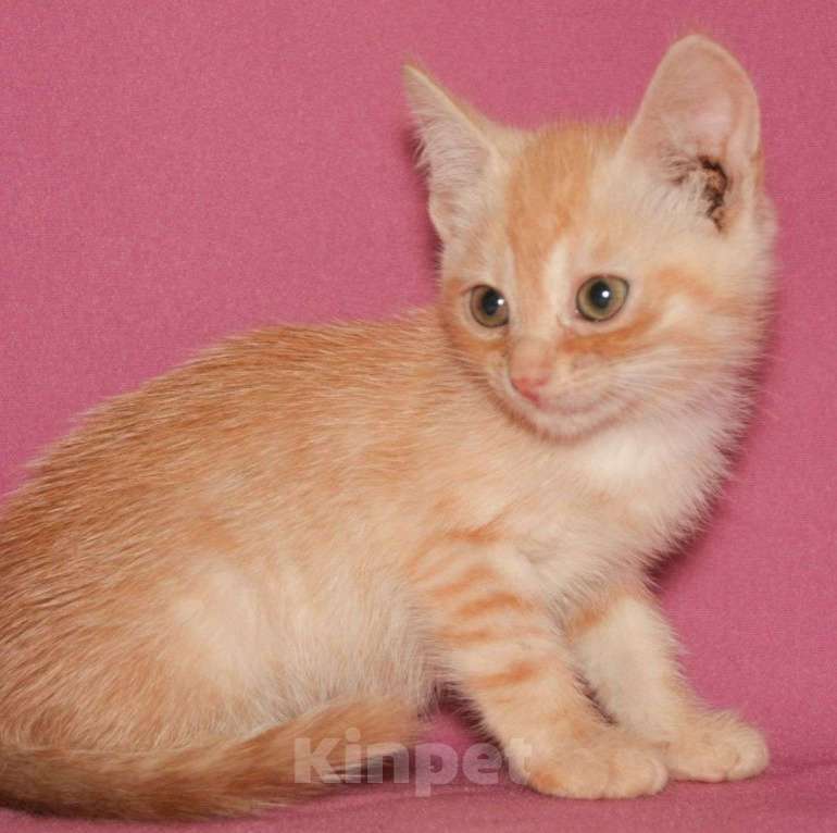 Кошки в Москве: Маленький рыжий котенок в беде 🆘️ Срочный поиск дома Мальчик, Бесплатно - фото 2