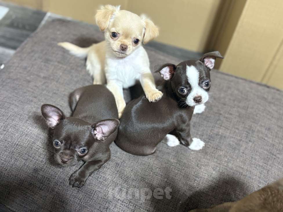 Собаки в Казани: Продам мини чихуахуа Мальчик, 30 000 руб. - фото 2