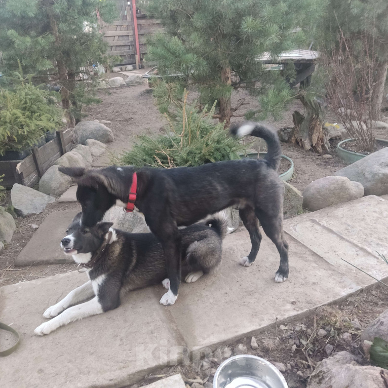 Собаки в Санкт-Петербурге: В добрые руки Мальчик, Бесплатно - фото 3