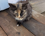 Кошки в Перми: Котята в добрые руки  Мальчик, Бесплатно - фото 2