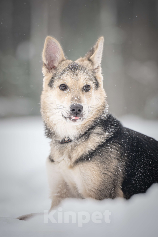 Собаки в Клине: Мира — звонкое счастье Девочка, Бесплатно - фото 6