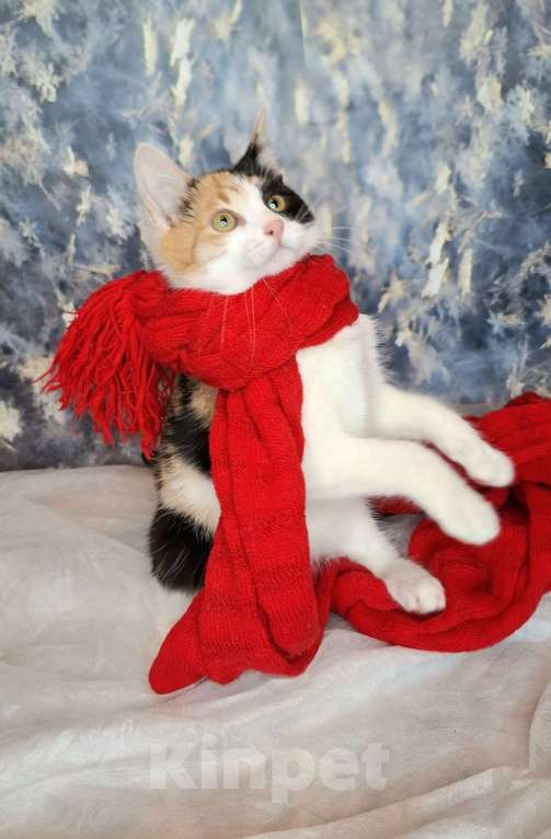 Кошки в Москве: Трехцветный котёнок в добрые руки  Девочка, Бесплатно - фото 3