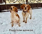 Собаки в других городах Воронежской области: Мальчик  Мальчик, 10 000 руб. - фото 6