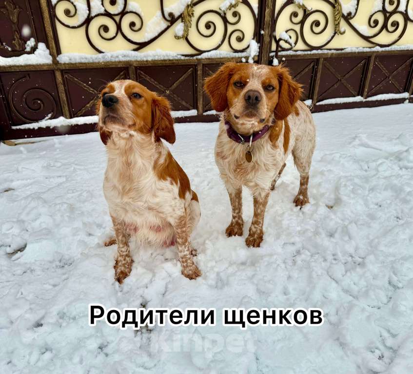 Собаки в других городах Воронежской области: Мальчик  Мальчик, 10 000 руб. - фото 6