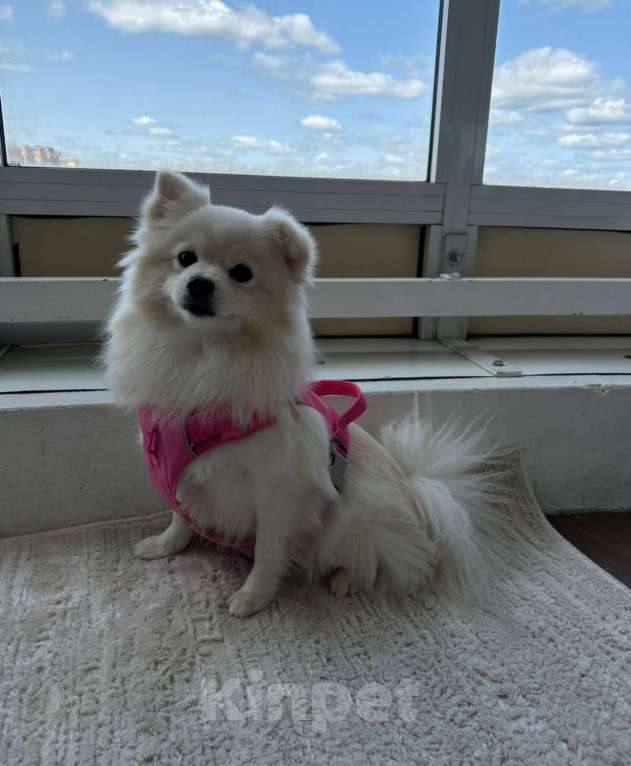 Собаки в Химках: Малышка Лали  Девочка, 15 000 руб. - фото 3