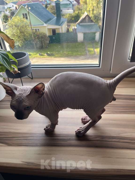 Кошки в Ковровом: Канадский сфинкс бомбино Мальчик, Бесплатно - фото 5