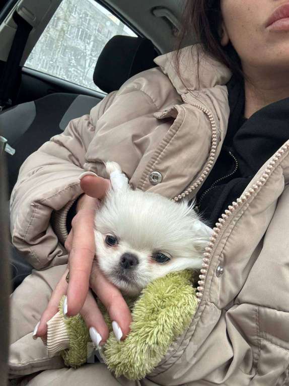 Собаки в Санкт-Петербурге: Щенок Чихуахуа Мальчик, 48 000 руб. - фото 1