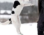 Собаки в Москве: Белый молодой пёс Стэн, приучен к квартире Мальчик, Бесплатно - фото 2
