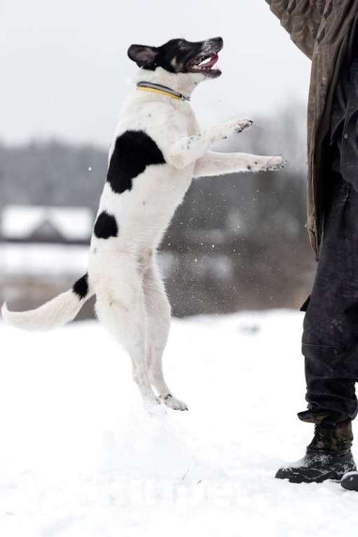 Собаки в Москве: Белый молодой пёс Стэн, приучен к квартире Мальчик, Бесплатно - фото 2