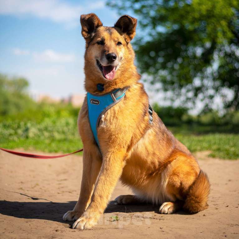 Собаки в Москве: Дана Девочка, Бесплатно - фото 3