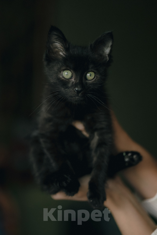 Кошки в Клине: Крошик — трогательный и нежный котёнок Мальчик, Бесплатно - фото 4
