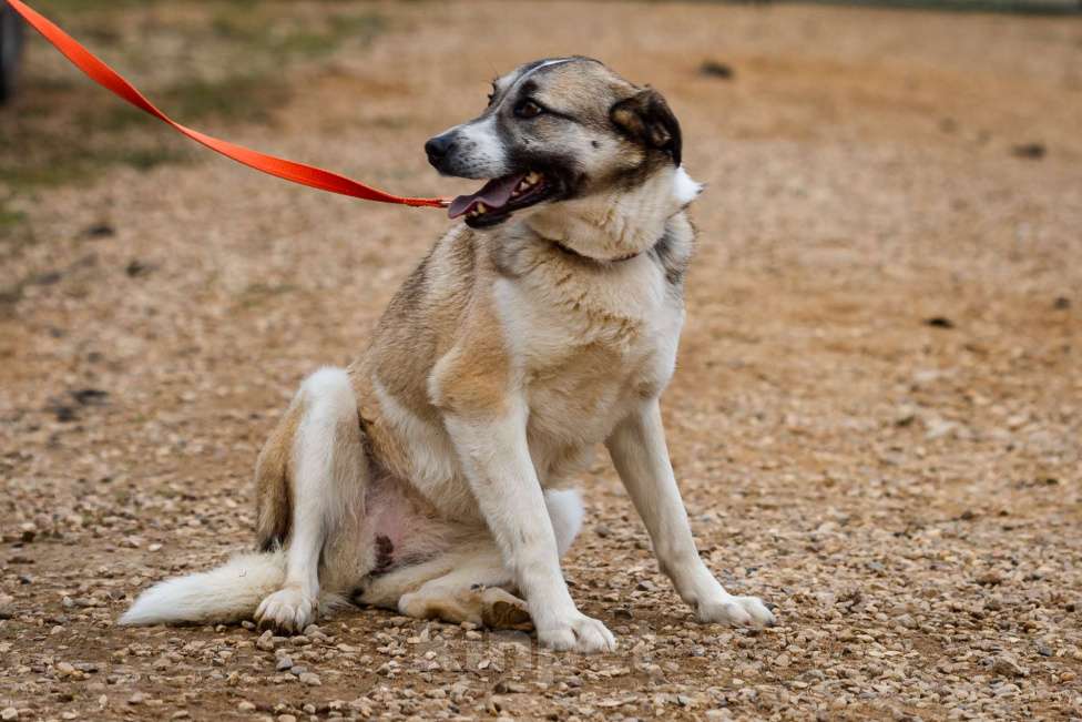 Собаки в Москве: Дейзи Девочка, Бесплатно - фото 10