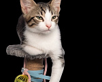 Кошки в Санкт-Петербурге: Очень нужен дом!! Котята 3 мес. Разнополые, Бесплатно - фото 2