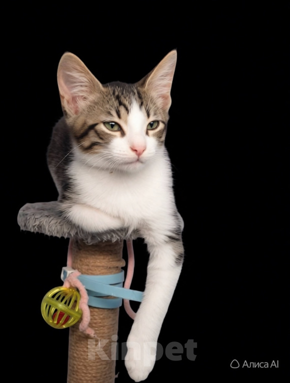 Кошки в Санкт-Петербурге: Очень нужен дом!! Котята 3 мес. Разнополые, Бесплатно - фото 2