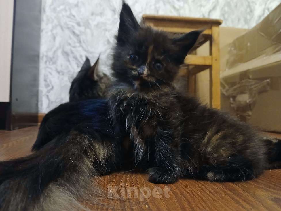 Кошки в Санкт-Петербурге: Продам кошечку мейн-кун Девочка, 12 000 руб. - фото 1
