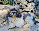 Собаки в Истре: Щенки Лахаса апсо, 50 000 руб. - фото 3