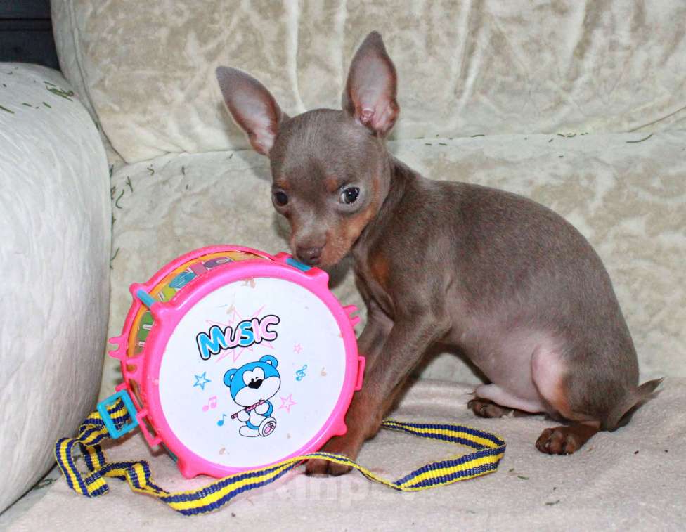 Собаки в Волгограде: Лиловые мальчики мини Мальчик, 45 000 руб. - фото 2