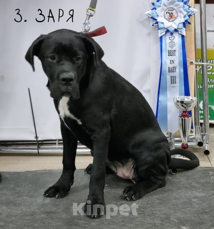 Собаки в Москве: Очаровательная и послушная Заря Девочка, 39 900 руб. - фото 1