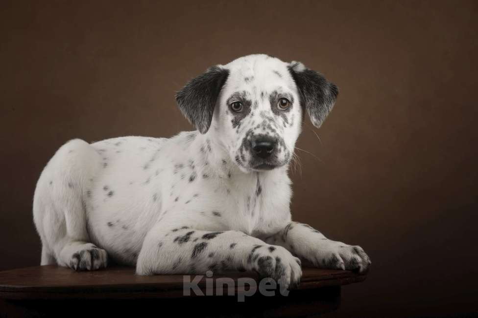 Собаки в Москве: Щенок в добрые руки Мальчик, Бесплатно - фото 5