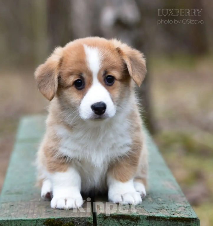 Собаки в Санкт-Петербурге: Вельш Корги Пемброк Девочка, Бесплатно - фото 3