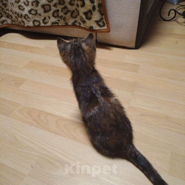 Кошки в Санкт-Петербурге: Котенок в добрые руки  Девочка, Бесплатно - фото 5