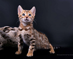 Кошки в Санкт-Петербурге: Бенгальские котята Мальчик, 25 000 руб. - фото 2