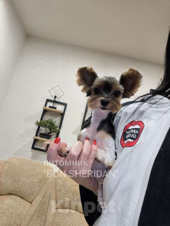 Собаки в Пушкино: Мини девочка  Девочка, 70 000 руб. - фото 1