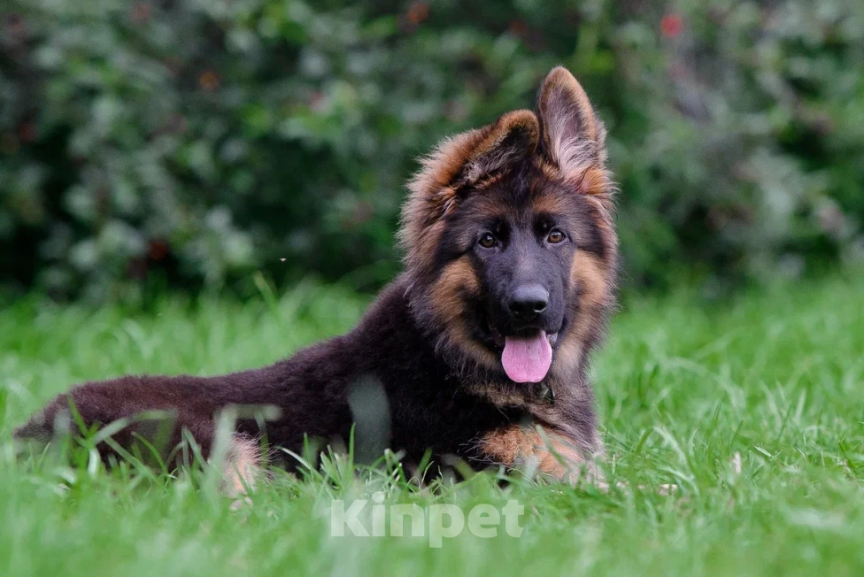 Собаки в Екатеринбурге: Team Allemo Haus Madelein Девочка, 50 000 руб. - фото 2