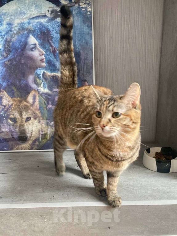 Кошки в Москве: Нежная Туся ищет дом Девочка, Бесплатно - фото 6