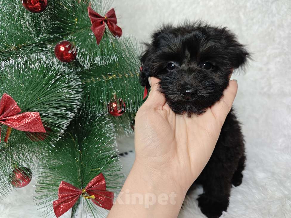 Собаки в Москве: Мальтипу девочка black 🖤 Девочка, 89 000 руб. - фото 5