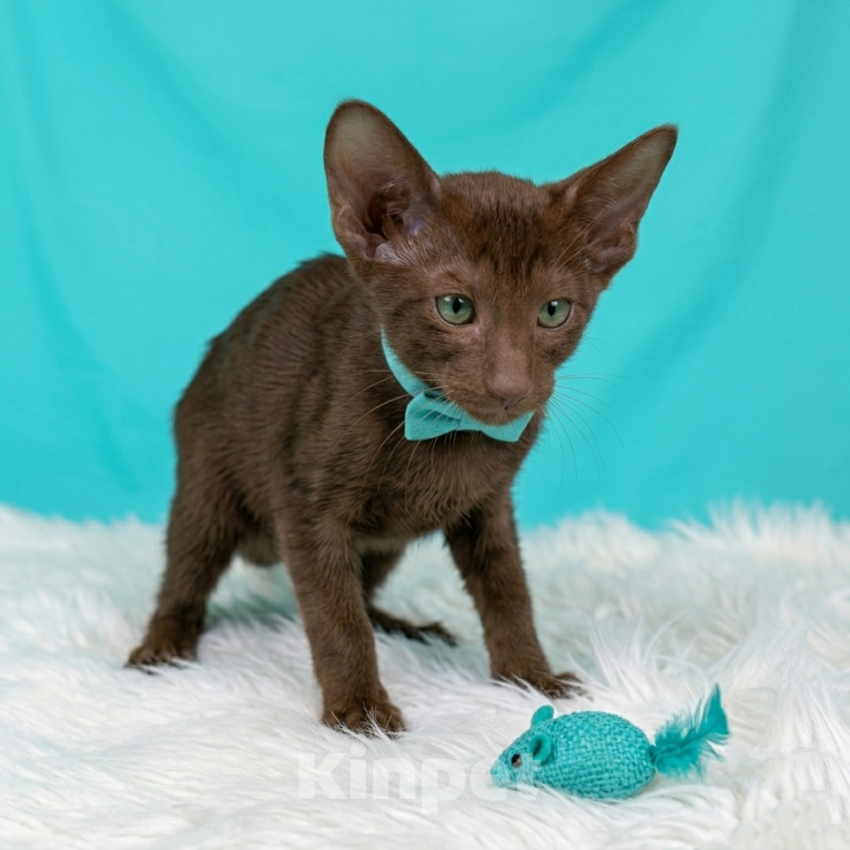 Кошки в Владивостоке: продаются котята ориентальной породы Мальчик, 30 000 руб. - фото 5