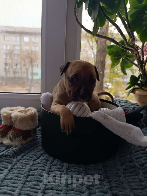 Собаки в Воронеже: Готова к брони девочка  Девочка, 10 000 руб. - фото 5