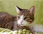 Кошки в Москве: Роскошный полосатый кот Борис ищет дом, в добрые руки Мальчик, 1 руб. - фото 1