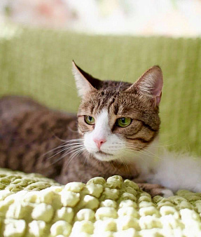 Объявление: Роскошный полосатый кот Борис ищет дом, в добрые руки, 1 руб., Москва